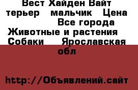 Вест Хайден Вайт терьер - мальчик › Цена ­ 35 000 - Все города Животные и растения » Собаки   . Ярославская обл.